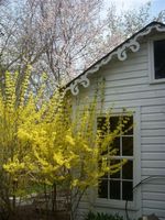 Our property is full of Forsythia bushes planted by the late Mrs. Gordon